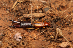 Forficula senegalensis