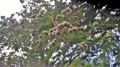 Otopappus curviflorus