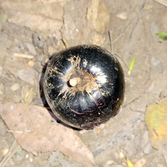 Planchonella australis