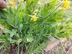 Lasiosiphon kraussianus