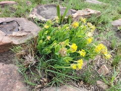 Lasiosiphon kraussianus