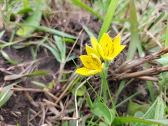 Hypoxis