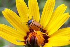 Cryptocephalus rugicollis