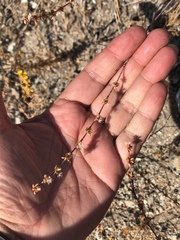 Eriogonum gracile gracile