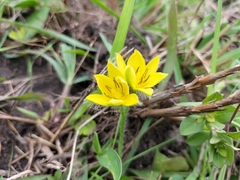 Hypoxis