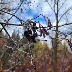 Alnus incana
