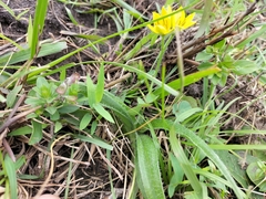 Hypoxis
