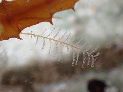 Aglaophenia latecarinata