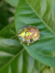 Coptocycla leprosa