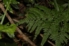 Adiantum formosum