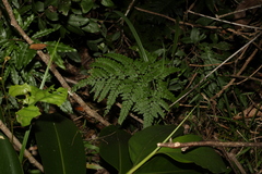 Adiantum formosum