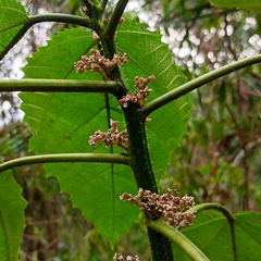 Urera baccifera