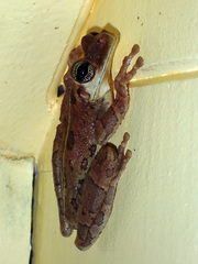 Osteocephalus taurinus