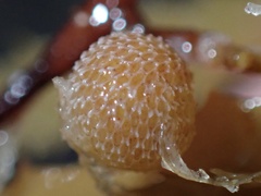 Jellyella tuberculata