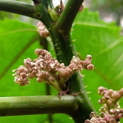 Urera baccifera