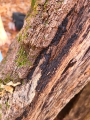 Daldinia concentrica