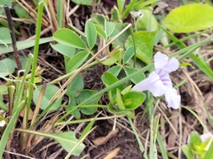 Ruellia cordata