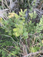 Lyonia fruticosa