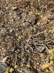 Eriogonum gracile gracile