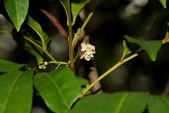 Cyclophyllum coprosmoides