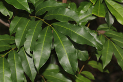 Cyclophyllum coprosmoides