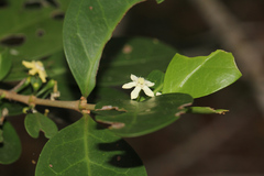 Cyclophyllum coprosmoides