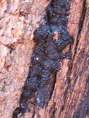 Daldinia concentrica