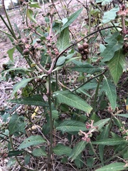 Asclepias perennis