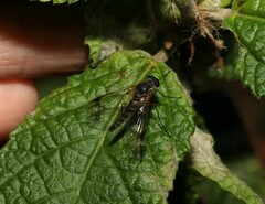 Chrysopilus mackerrasi