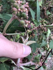 Asclepias perennis