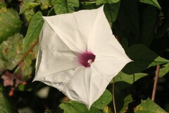 Ipomoea pandurata