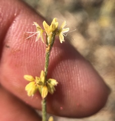 Eriogonum gracile gracile