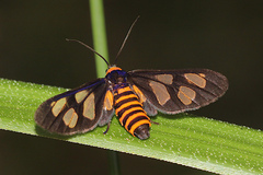 Eressa angustipenna