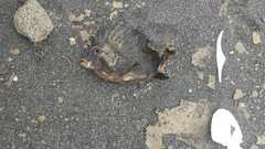 Congiopodus peruvianus