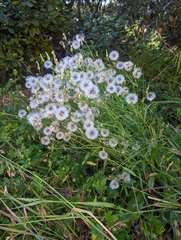 Hypochaeris albiflora