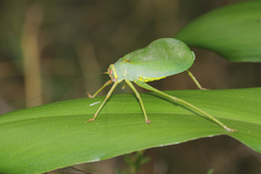 Ozphyllum naskreckii