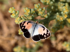 Colotis phisadia
