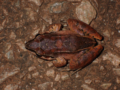 Leptodactylus mystaceus