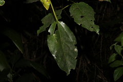 Dendrocnide photiniiphylla