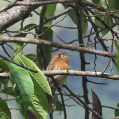 Malacoptila mystacalis