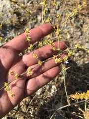 Eriogonum gracile gracile