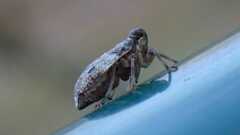 Issus coleoptratus