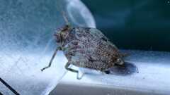 Issus coleoptratus