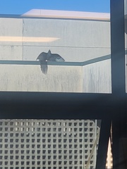 Cathartes aura