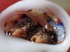 Clibanarius tricolor