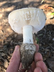 Amidella