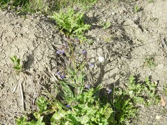 Anchusa azurea