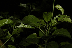 Dendrocnide photiniiphylla