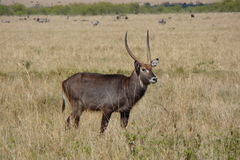 Kobus ellipsiprymnus defassa