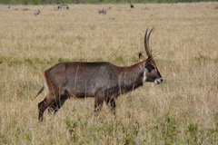 Kobus ellipsiprymnus defassa